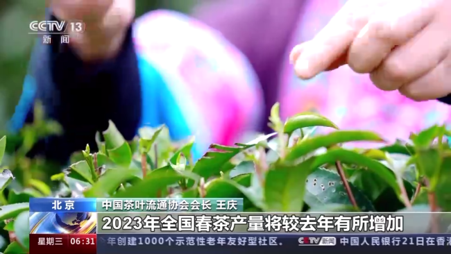 今年春茶全(quan)面開采 開采(cǎi)期較去年提(tí)前
