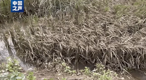 五(wǔ)常大米受災,影響(xiǎng)如何?幾組數據講(jiang)清→