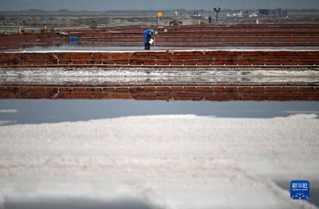天津:千年(nian)鹽場迎豐收