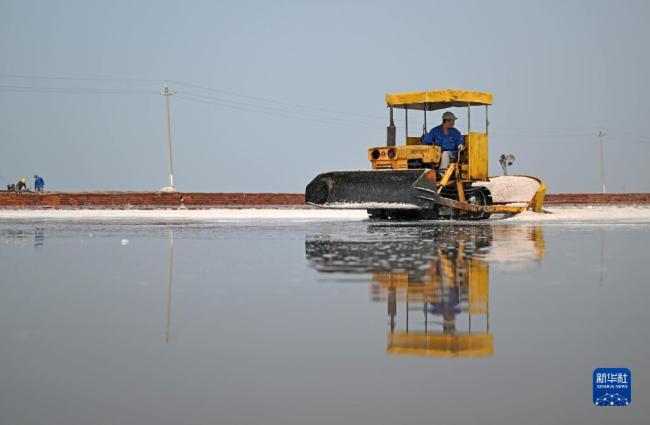 天津:千年鹽場(chǎng)迎豐收