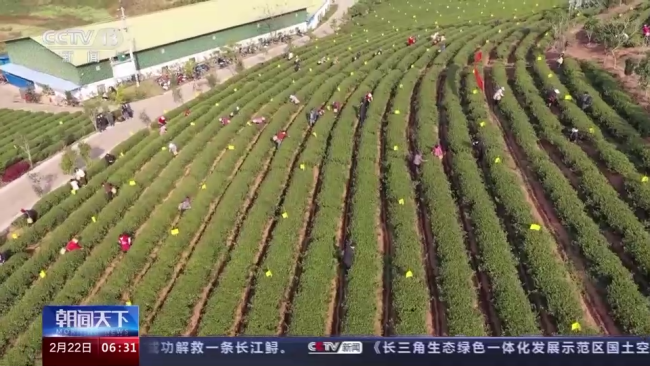 今年春茶全(quán)面開采 開采(cǎi)期較去年提(tí)前