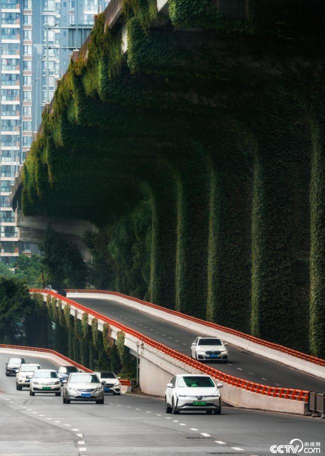 2025年12月7日，成(cheng)都，高架橋下爬(pá)滿碧綠的爬山(shan)虎。視覺中國