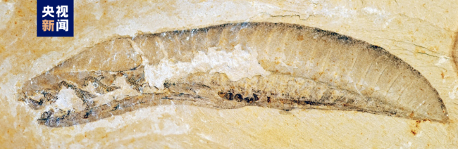 2022年(nián)度中國古(gu)生物學十(shí)大進展發(fā)布